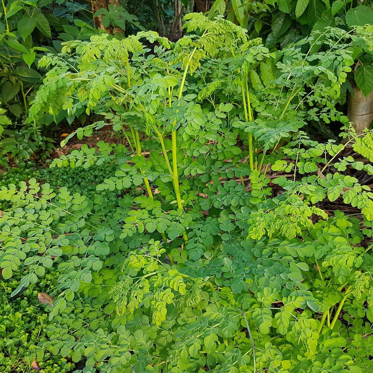 Dense moringa foliage, its small round leaflets layered along fine stems